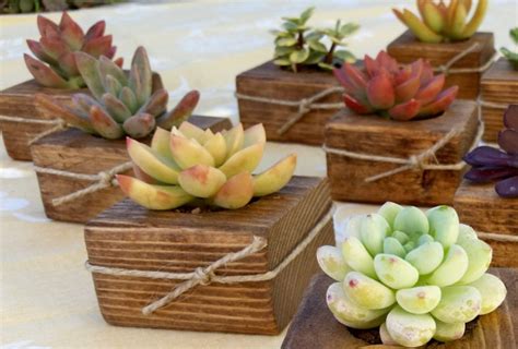 Shuffle Your Succulent Arrangements With Creativity