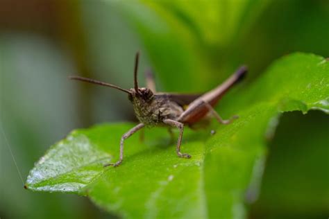 How To Control Garden Pests Without Chemicals Safe And Effective