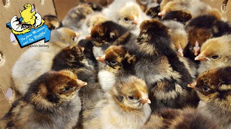 Blue Laced Red Wyandotte Chicken For Sale Cackle Hatchery