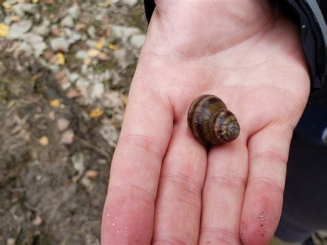 Mystery Snails Columbia Shuswap Invasive Species Society