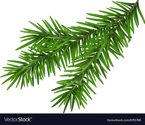 Green Lush Spruce Branch Fir Royalty Free Vector Image