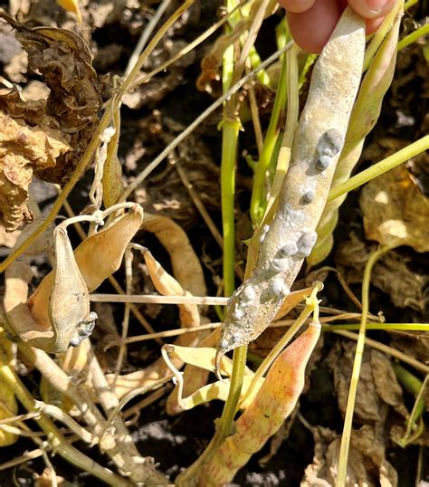 White Mold In Dry Beans On August 25 2022 3 Manitoba Pulse Soybean