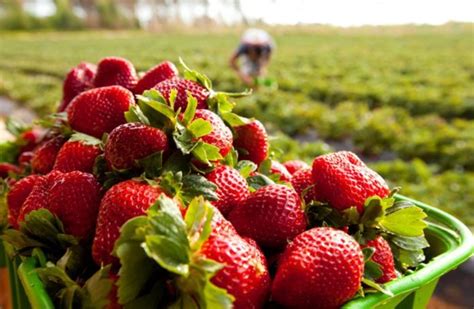 Curso Completo Plantio E Cultivo De Morangos Mercado Livre