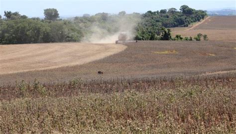 Portal O Novo Oeste Colheita da soja chega a 25 na área da Copacol