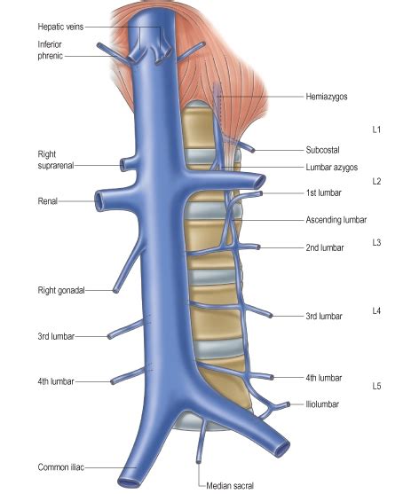 inferior vena cava abnormalities - ModernHeal.com