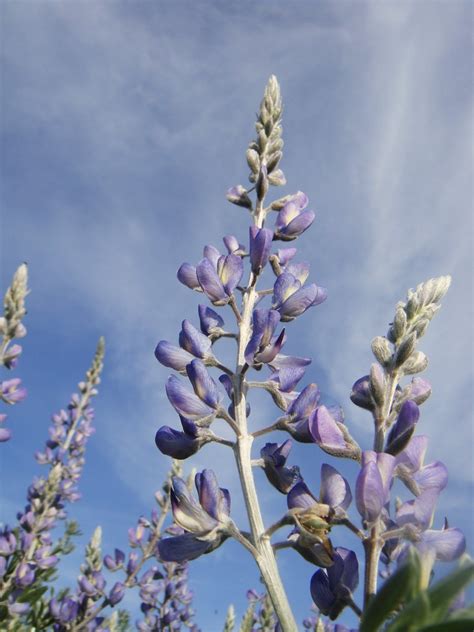 Lupinus Chamissonis Silver Dune Lupine 2 Michelle C Torres Grant