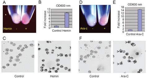 Both Hemin And Ara C Induce K562 Cells To Differentiate Into Erythroid Download Scientific