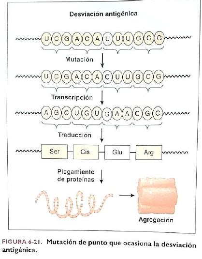 Genética de los ARN virus (coronavirus covid)