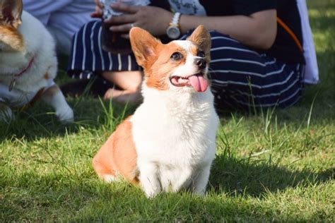 Chihuahua Corgi Mix: Meet The Unusual Cross Named The Chigi