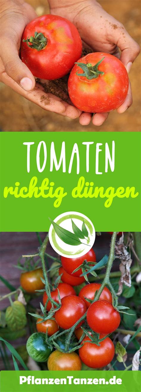 ᐅTomaten düngen Anleitung So geht es richtig in 2023 Tomaten