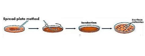 Spread Plate Technique For Isolation Of Microorganism Culture Methods