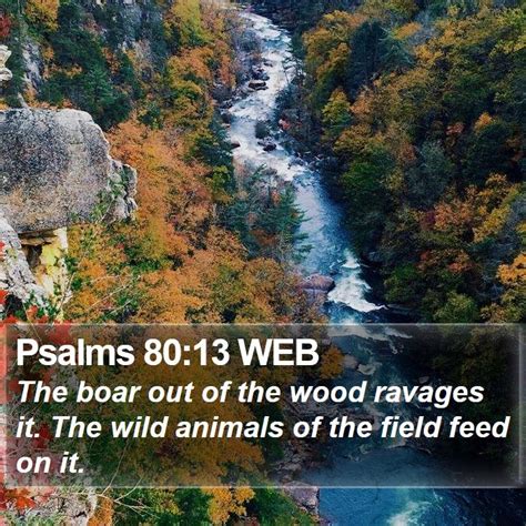 Psalms 8013 Web The Boar Out Of The Wood Ravages It The Wild