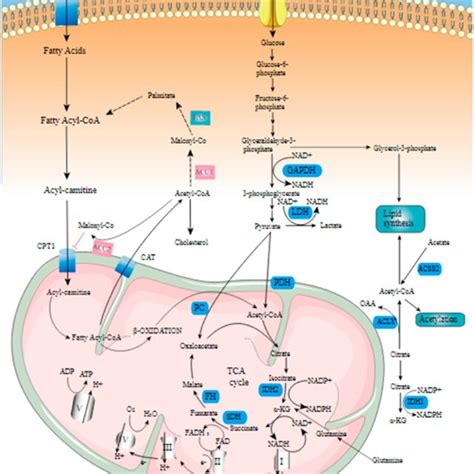 Lipid metabolism signaling pathway... | Download Scientific Diagram