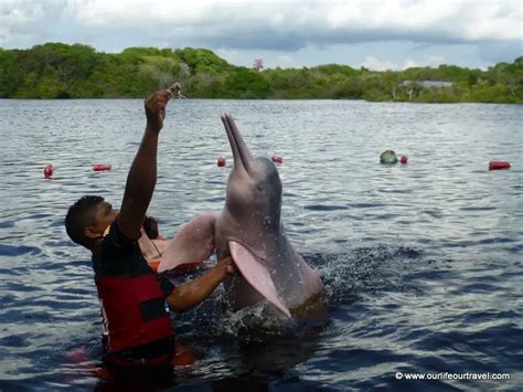 Pink Dolphins Where To See Them And Why Not To Swim With Them Our