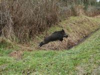 Stéphan Levoye Photographe de la vènerie ou chasse à courre