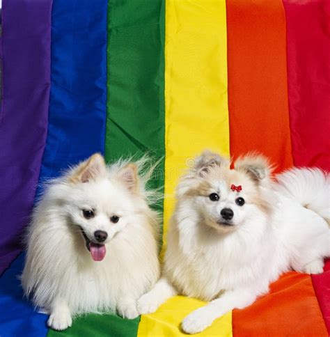 Two Cute White German Spitz Pomeranian With A Rainbow Flag Gay Pride Stock Photo Image Of