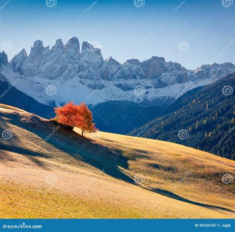 Einsamer Baum In Santa Maddalena Dorf Vor Dem Geisler O Stockbild