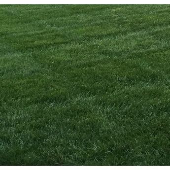 Tall Fescue Lawn Seed – Lawnonline