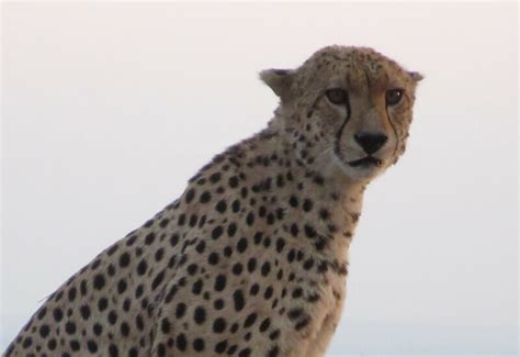 Tanzania Safaris Tours And Itineraries