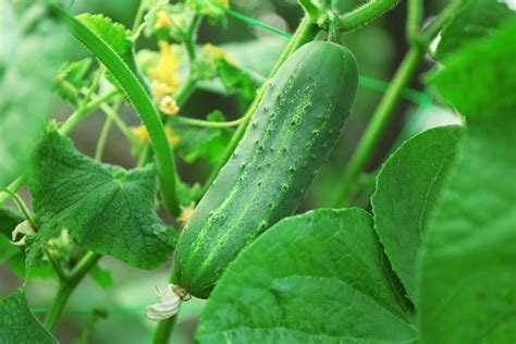 Col Caracter Sticas Usos Y Cultivo Huerto En Casa