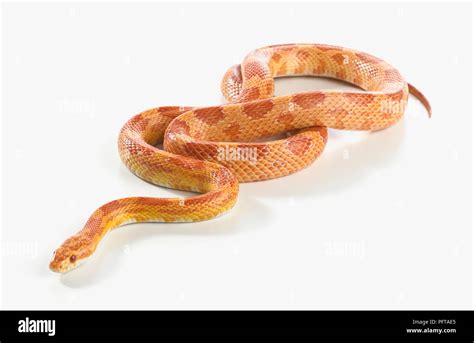 Sunglow Corn Snake Sunglow Cornsnake Pantherophis Guttatus Stock