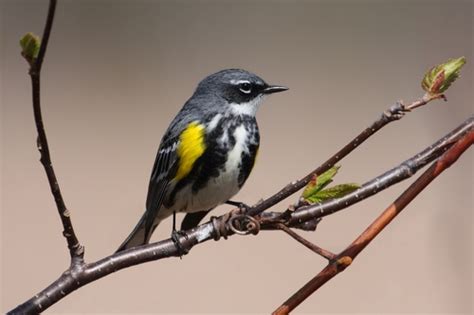 Chipe Garganta Blanca Aves De Guanajuato INaturalist