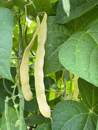 Marvel Of Venice Pole Bean Julia Dimakos