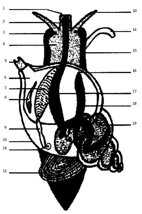 Gastropod Internal Anatomy Worksheet