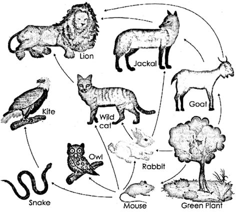 Wbbse Notes For Class General Science And Environment Chapter