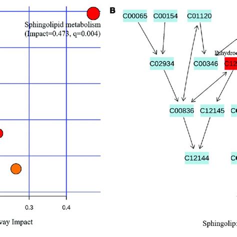 Metabolic Pathway Analysis Based On The Differentially Expressed