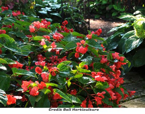 Dragon Wing Begonia Everything You Need To Know