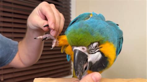 How To Teach A Parrot To Trim Nails Youtube