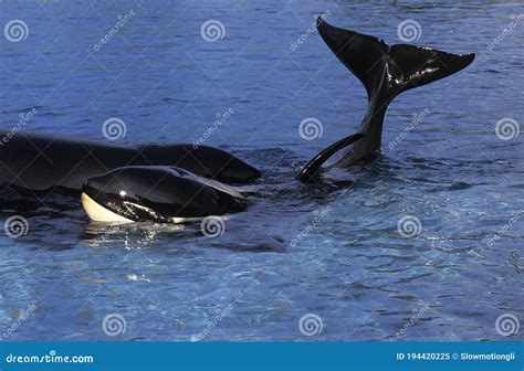 Killer Whale Orcinus Orca Head And Tail At Surface Stock Image Image