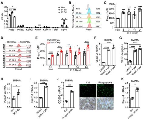 Piezo1 Activation Mediates The Upregulation Of Vegf A In Bm Mφs A Download Scientific