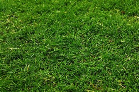 The 4 Best Kinds Of Grass For Southern California Chuck S Landscaping