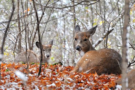 Whitetail Deer Backgrounds For Desktop