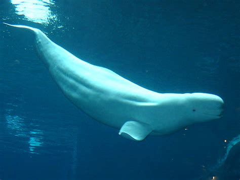 Delphinapterus Leucas Beluga Whale In Georgia Aquarium