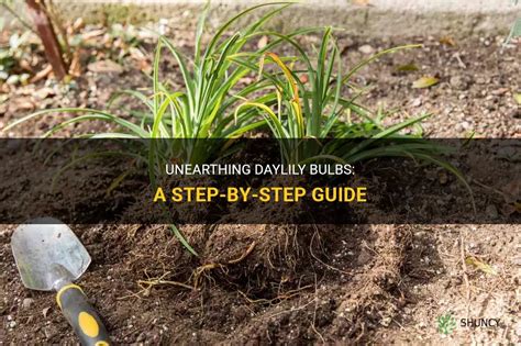 Unearthing Daylily Bulbs A Step By Step Guide ShunCy