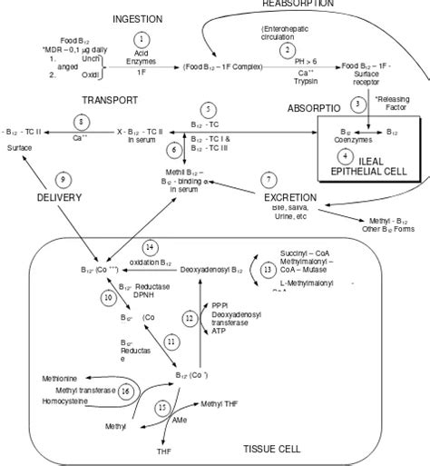 Vitamin B12 Metabolisme Dan Fungsinya Dalam Tubuh