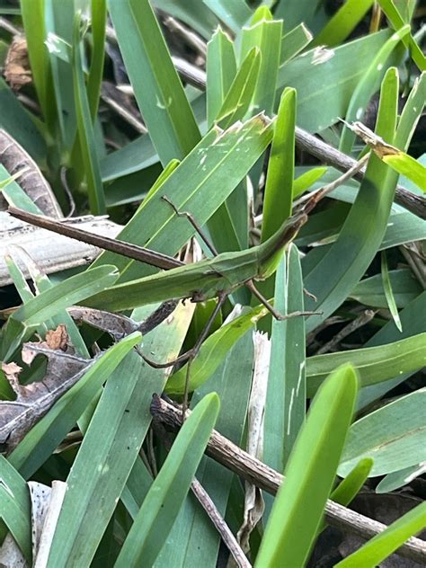 Oriental Longheaded Locust In January 2024 By Nakatada Wachi INaturalist