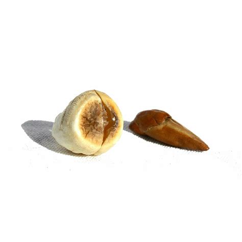 Adam & Eve Root | Mystic Moons Books & Brews