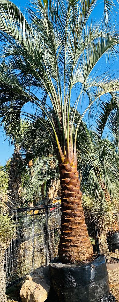 Pindo Palm Butia Capitata Orand Nursery