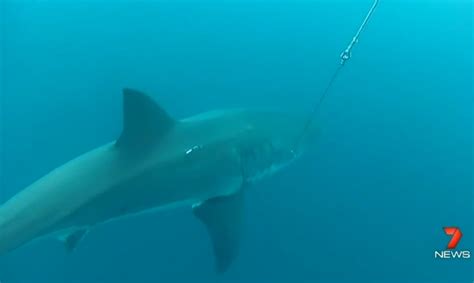 16 Foot Great White Shark Spotted Near Australian Beach Live Science