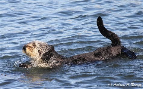 sea otter upright, tail raised | Morro Bay, California © 201… | Flickr