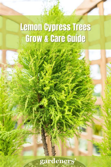 Lemon Cypress Tree Care Guide