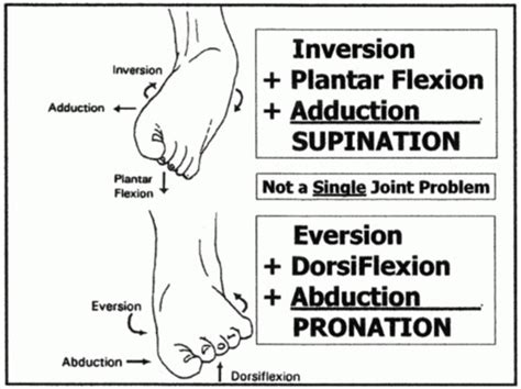 Foot Biomechanics Orthoses Flashcards Quizlet