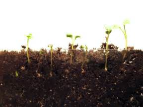 Radish Seed Time-Lapse - A Time-lapse Of Radish Seeds Growing, With ...