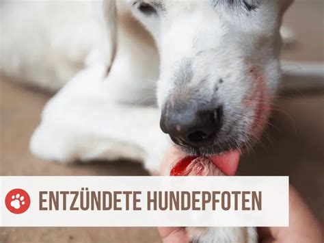 Hausmittel F R Entz Ndete Pfoten Beim Hund