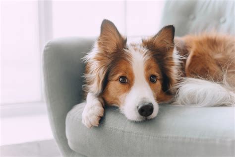 Cachorro grande e peludo conheça 20 raças incríveis Guia Animal 2023