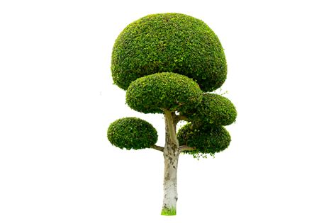 Tree Shrub Garden Decoration White Background Png Png